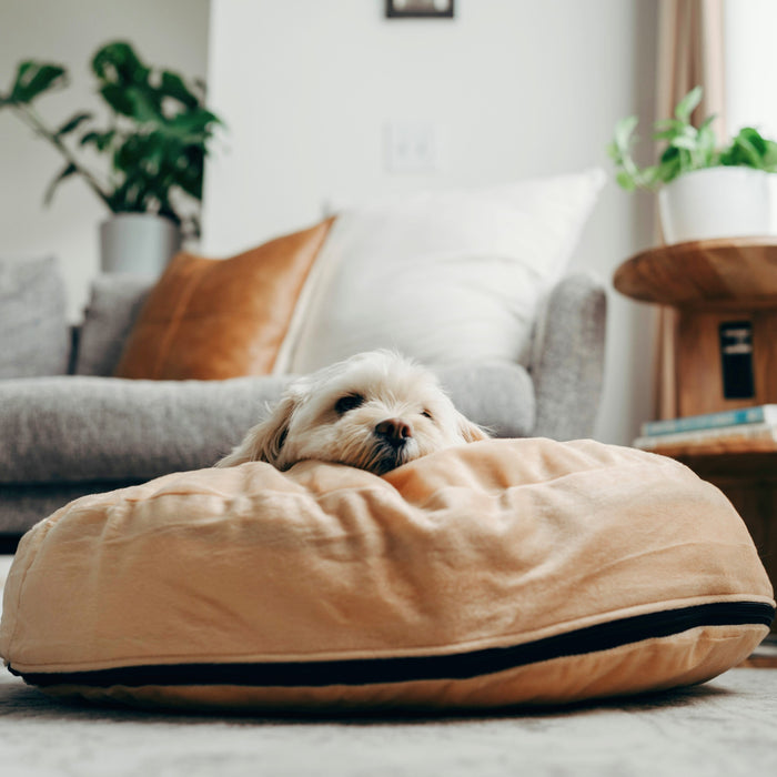 Covered dog bed for large dogs hotsell